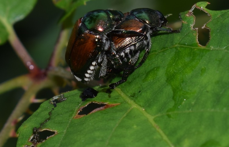 Popillia japonica, Rutelidae - nuovo alieno in Italia